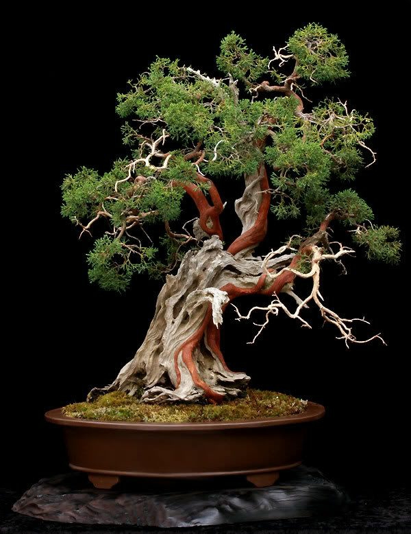 bonsai baum garten pflanzen gartengestaltung