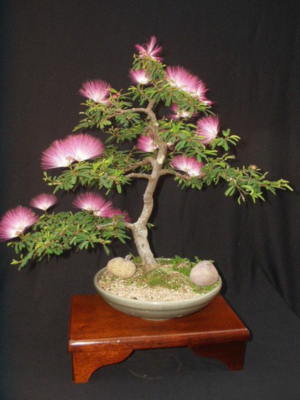 bonsai baum schäne blüten gartengestaltung