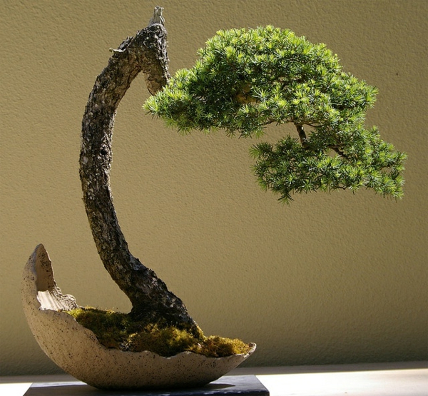 bonsai pflanze ausgefallen garten pflanzen