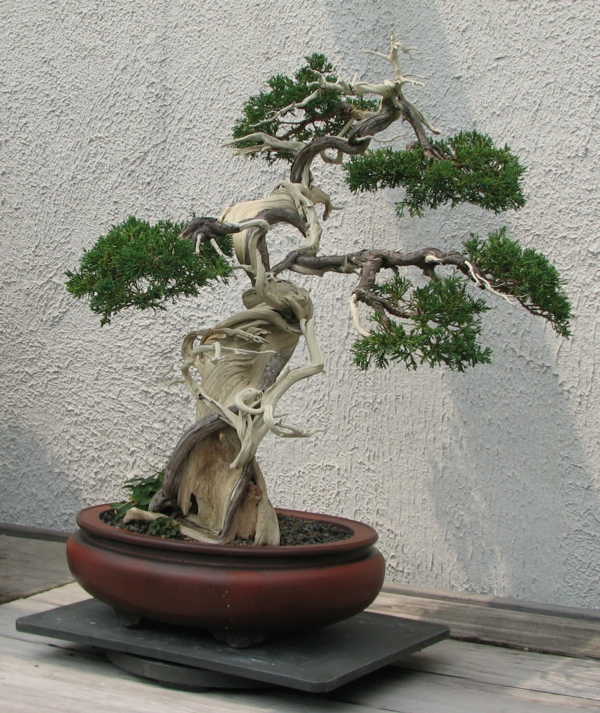 bonsai pflanze garten gestalten pflanzen
