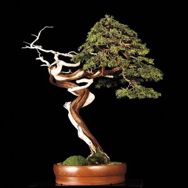 bonsai pflanze garten pflanzen deko