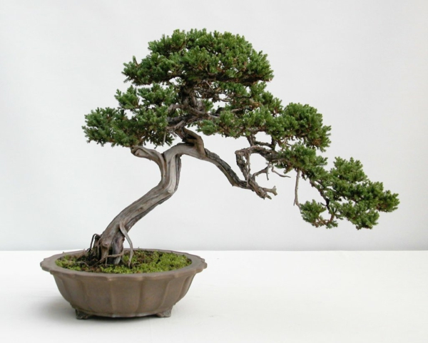 bonsai pflanze garten pflanzen gartengestaltung
