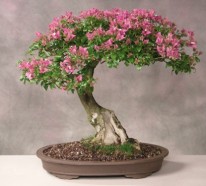 Bonsai Baum  – Diese ausgefallene Pflanze näher kennenlernen