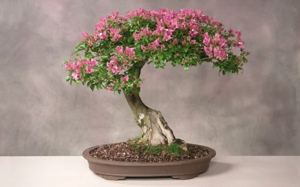 bonsai pflanze schöne rosablüten deko ideen