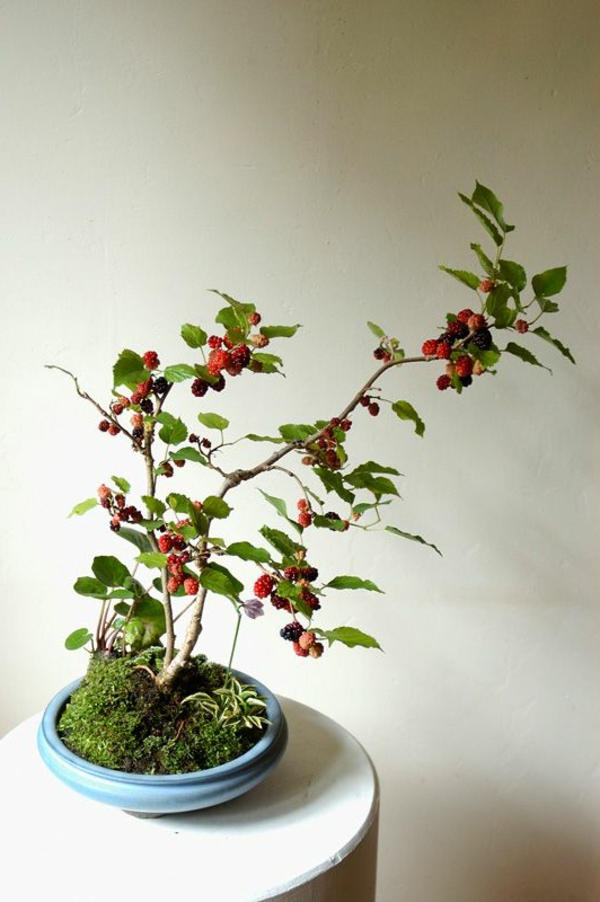 bonsai pflanze garten pflanzen