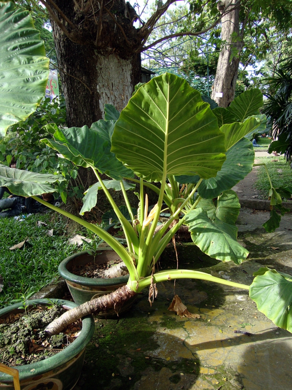 elefantenohr pflanze riesenblättriges fielblatt Alocasia macrorrhizos