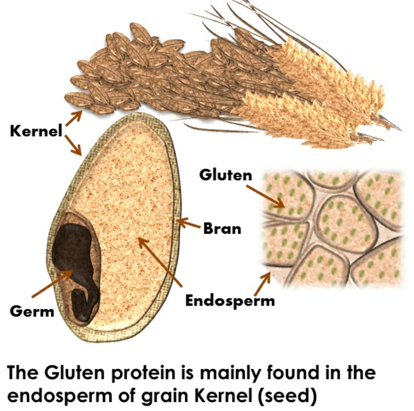 endokrines system hormonsystem gluten getreide samen