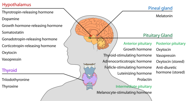 endokrines system hormonsystem schema organe des körpers