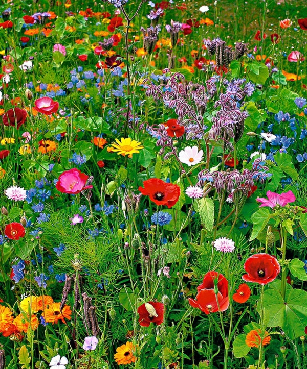 frühlingsblumen bilder gartenblumen garten und landschaft