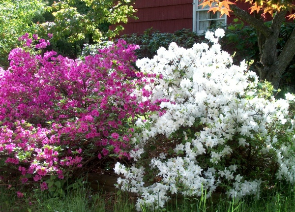 garten gestalten azalee busch weiß rosa