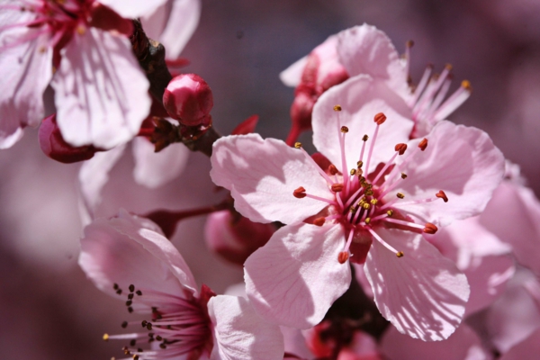 gartenpflege blüten baum mandelbaum