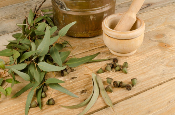 gesund leben Eukalyptusöl Wirkung gewürze und heilpflanzen