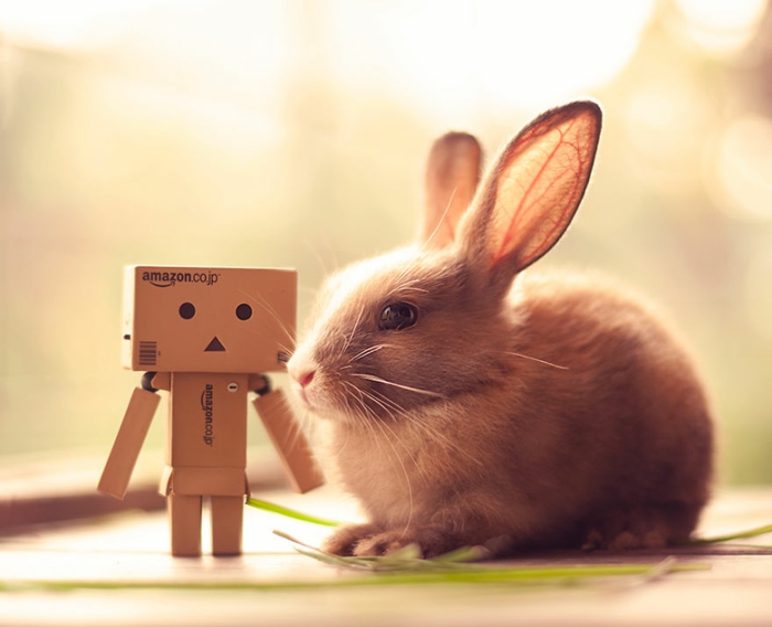glückliche kaninchen bilder amazon kisten roboter