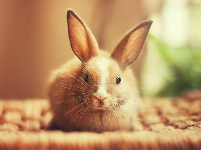 glückliche kaninchen bilder das kleine tooni