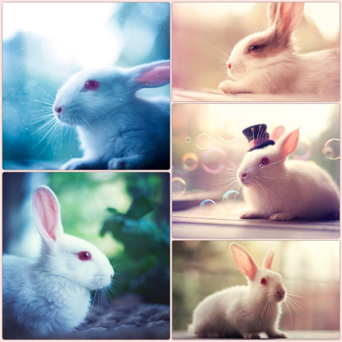 glückliches kaninchen bilder hauskaninchen fotografieren