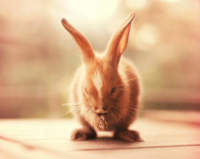 glückliche kaninchen bilder im richtigen moment