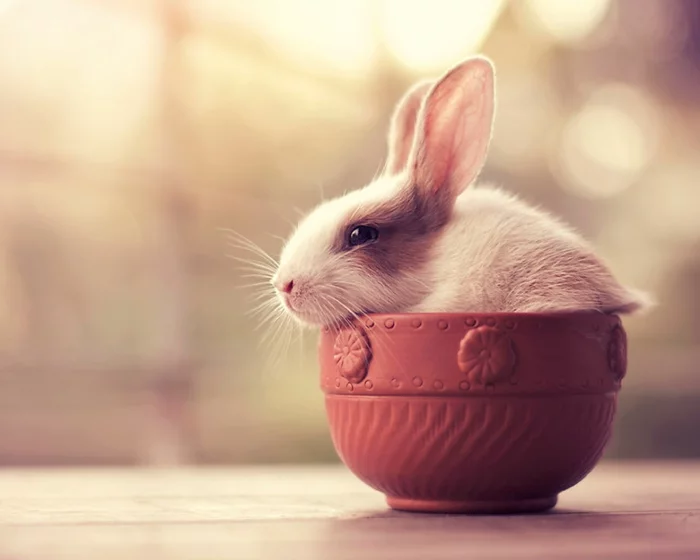 glückliche kaninchen bilder in der teetasse