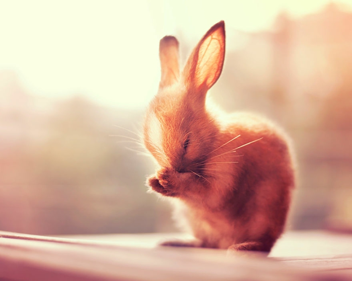 glückliche kaninchen bilder kaninchen verhalten