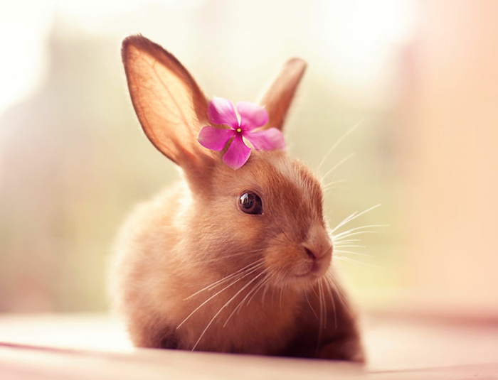 glückliche kaninchen bilder mit blume liebevoll anmutig