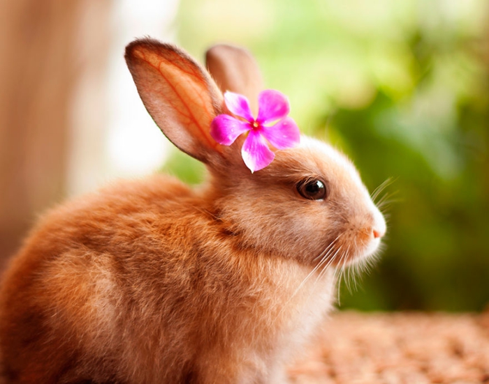 glückliche kaninchen bilder mit blume