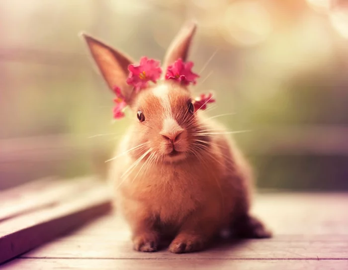 glückliche kaninchen bilder mit blumen verziert