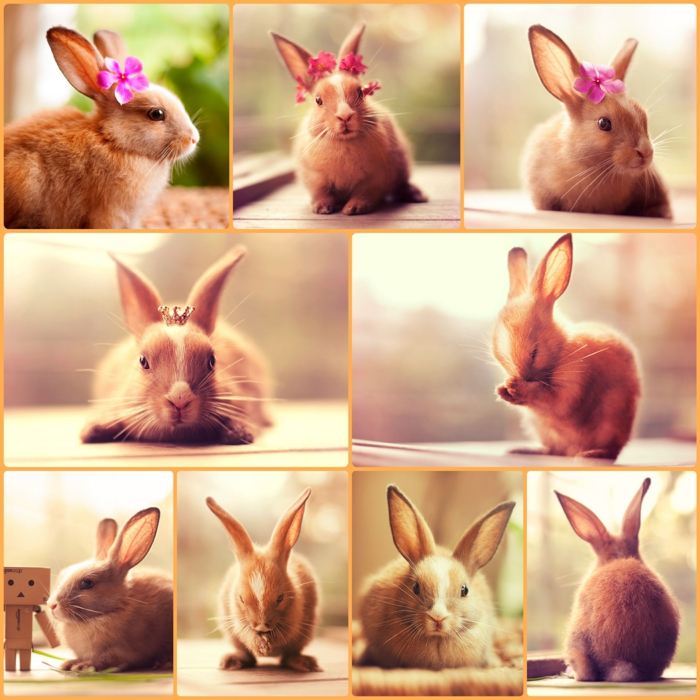 glückliche kaninchen bilder putzige hauskaninchen