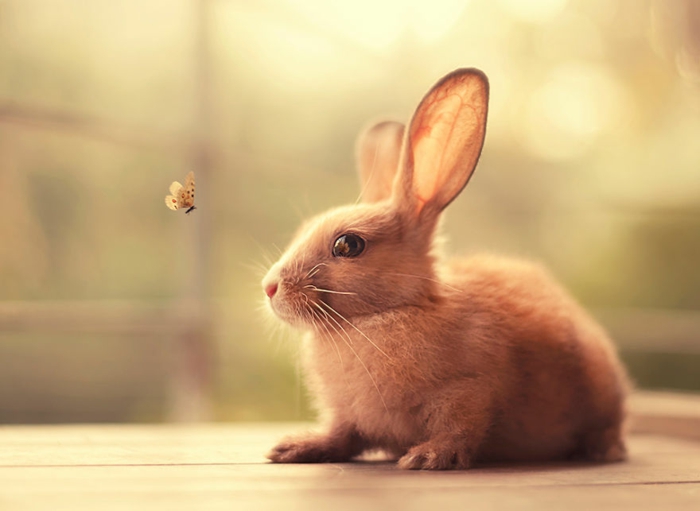 glückliche kaninchen bilder schmetterling