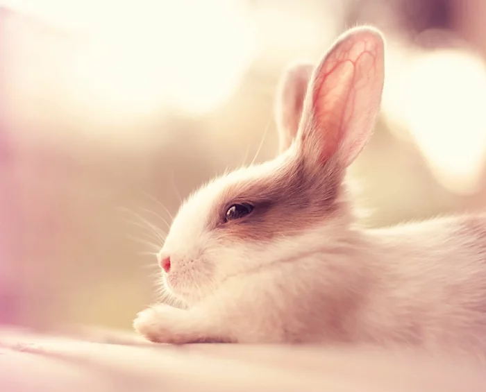 glückliche kaninchen bilder weiß beige