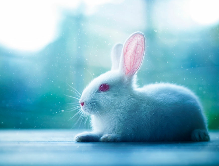 glückliches kaninchen bilder weißes kaninchen im schnee
