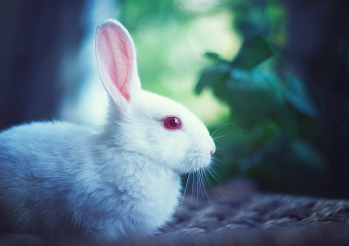 glückliches kaninchen bilder weißes kaninchen ruhig fotografiert