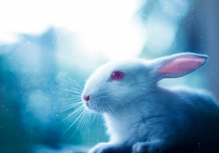 hauskaninchen bilder weißes kaninchen