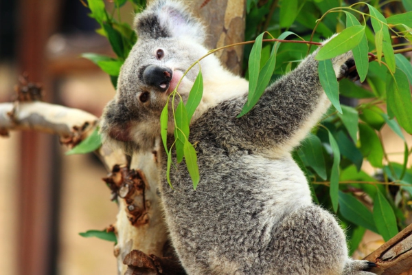 koalabär baum heilende Wirkung