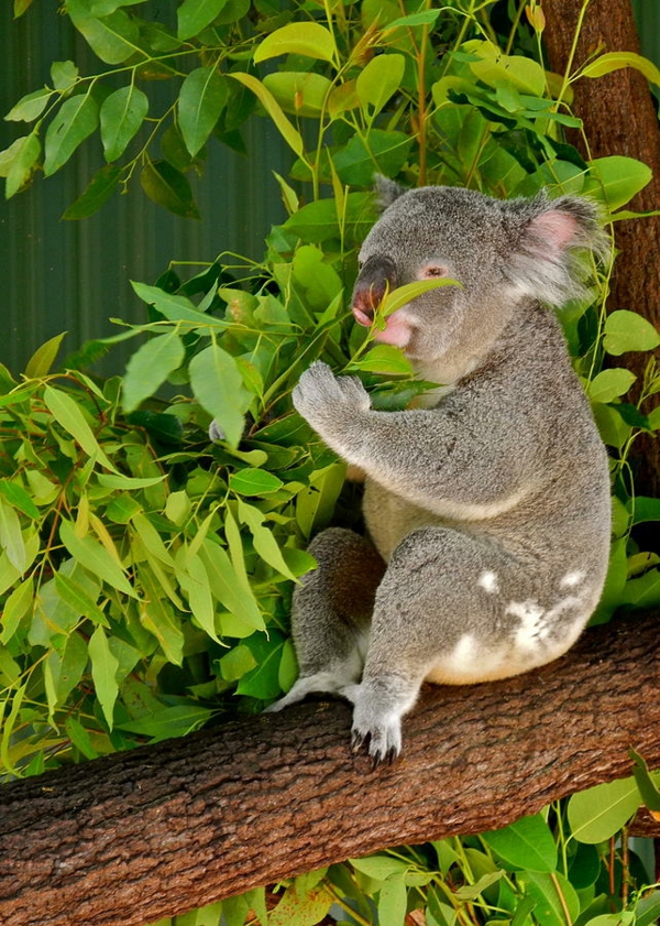 koalabär baum koala ernährung