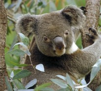 Eukalyptus – geliebt von Koalas und gesund für Menschen