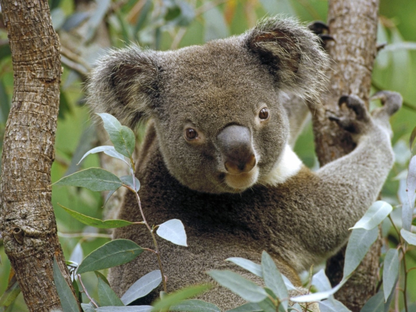 koalabär Eukalyptusbaum koala ernährung gesund essen