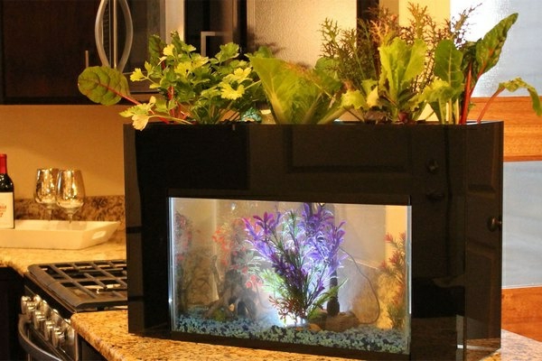 küchendesign aquarium pflanzen dekoideen küche