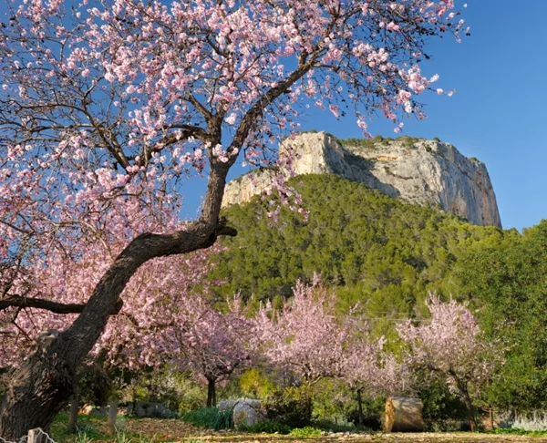 mallorcaurlaub mandelblüten bergen
