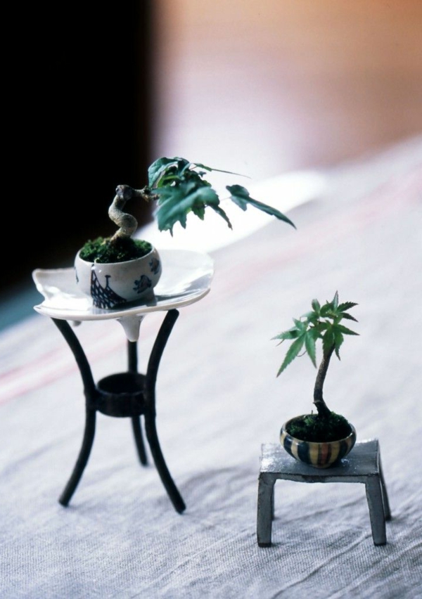 mini bonsai baum ausgefallene deko pflanzen