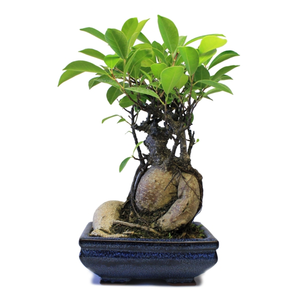mini bonsai baum interessante pflanze