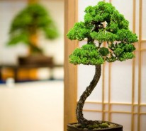Bonsai Baum  – Diese ausgefallene Pflanze näher kennenlernen