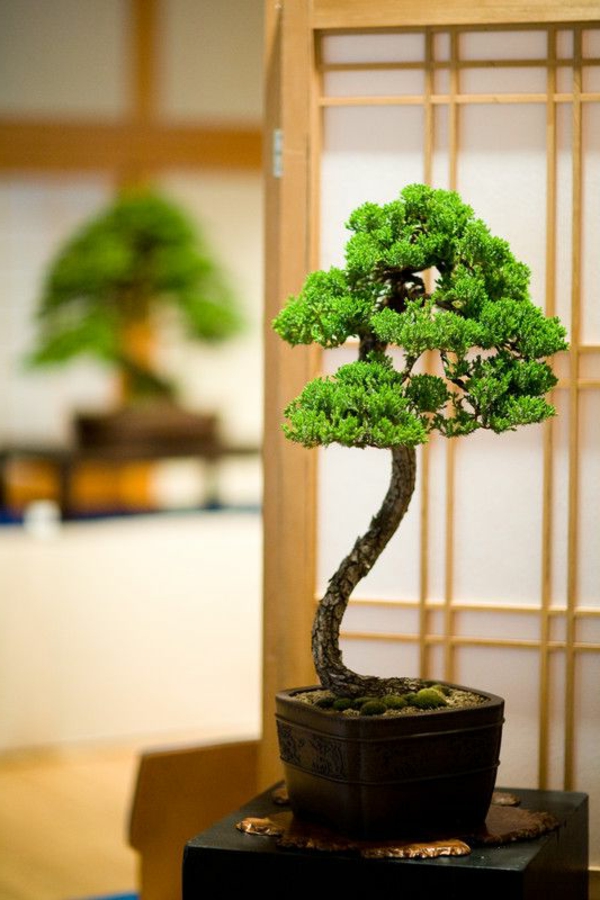 mini bonsai baum pflanzen schöne dekoideen