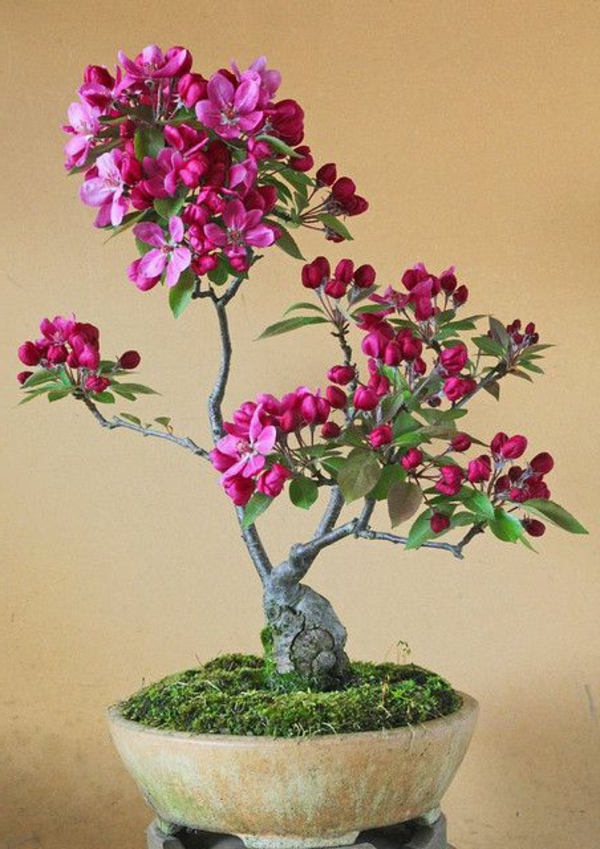 mini bonsai baum rosa blüten