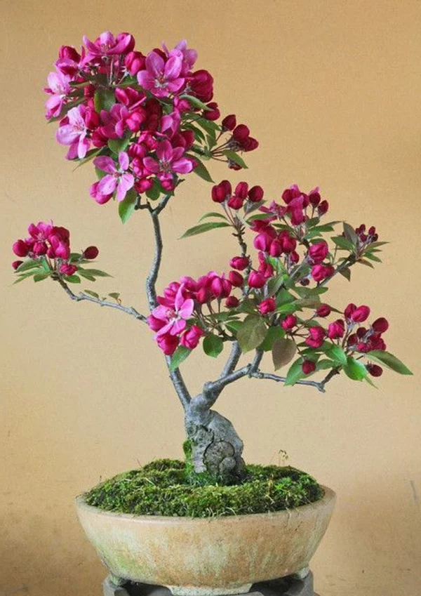 mini bonsai baum rosa blüten