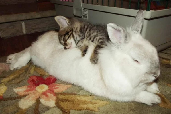 niedliche tierbilder ausgefallene haustiere baby katze und kaninchen
