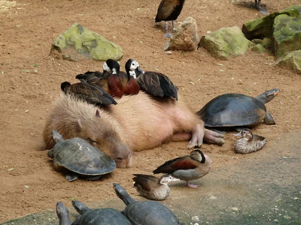 süsse tierbilder ausgefallene haustiere wasserschwein schildkröten enten als haustiere