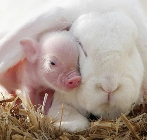 niedliche tierbilder ausgefallene haustiere zierschwein und kaninchen