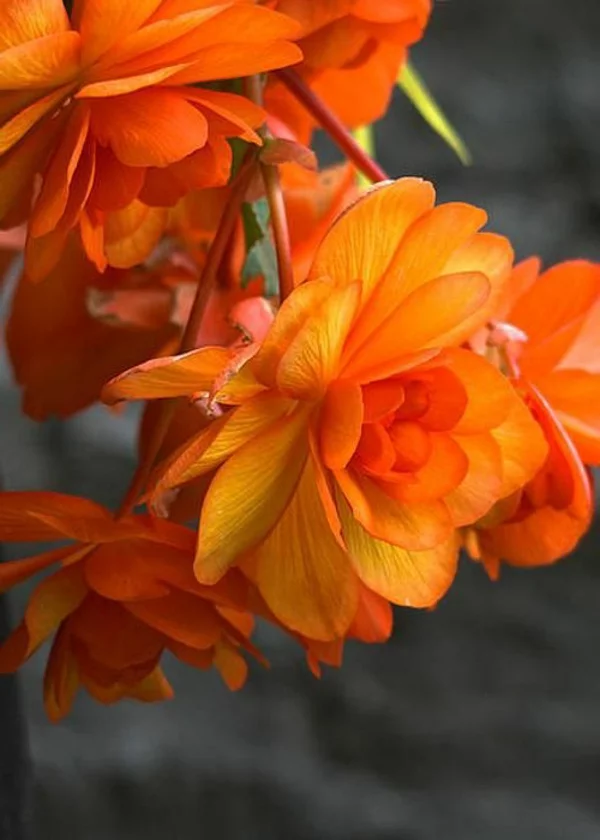 orange begonien garten gestalten pflanzen