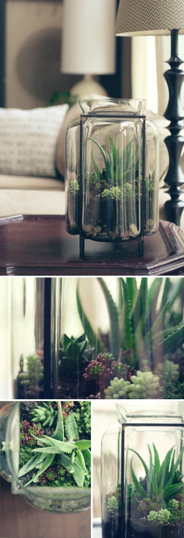 passende terrarium pflanzen glas gefäß moos dekoartikel