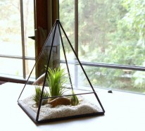 Wie baue ich ein Terrarium? – Pflanzen und passende Glasgefäße