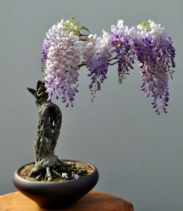 pflanzen mini bonsai baum schöne deko